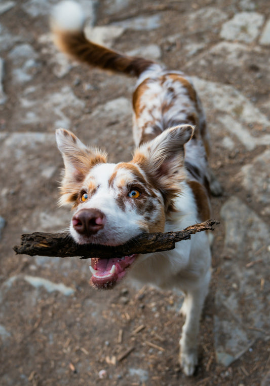 Understanding Your Dog’s Behavior: What Those Quirky Habits Really Mean